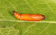 Anania hortulata
