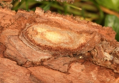 Anania hortulata