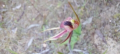 Caladenia cardiochila