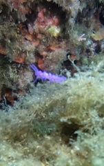 Flabellina affinis