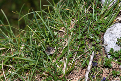 Metaxmeste phrygialis