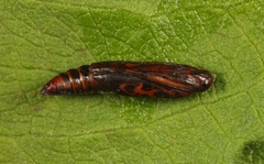 Anania hortulata