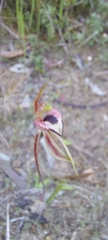 Caladenia cardiochila