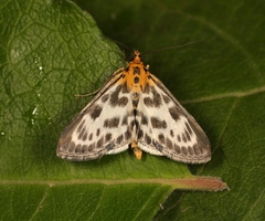 Anania hortulata