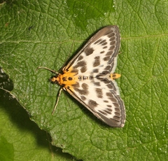 Anania hortulata