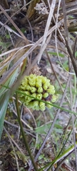 Lomandra collina
