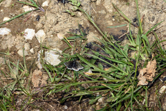 Metaxmeste phrygialis