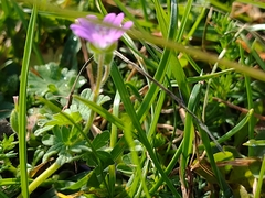 Geranium molle