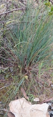 Lomandra collina
