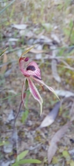 Caladenia cardiochila