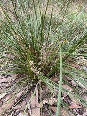Lomandra