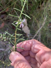 Philotheca queenslandica