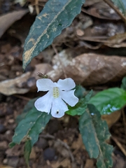 Pseuderanthemum
