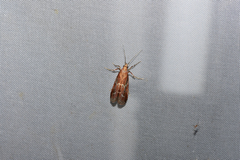 Uncinus obductella