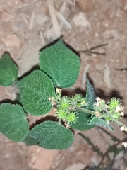 Triumfetta rhomboidea