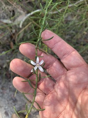 Philotheca queenslandica