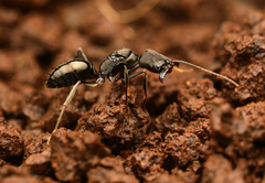 Odontomachus simillimus