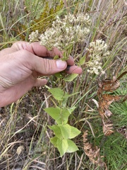 Eupatorium pubescens