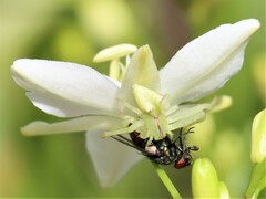 Sidymella rubrosignata