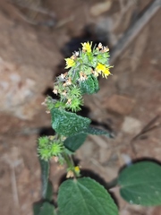 Triumfetta rhomboidea