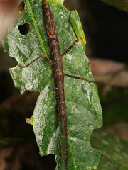 Phasmida
