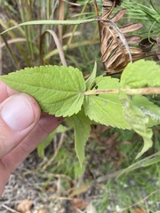 Eupatorium pubescens