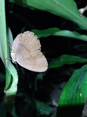 Faunis canens arcesilas