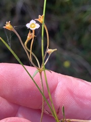 Mitrasacme polymorpha