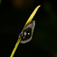 Hemiptera