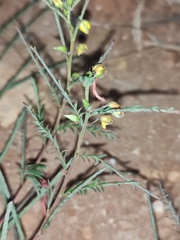 Chamaecrista mimosoides