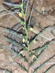 Chamaecrista mimosoides
