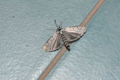 Myelois circumvoluta
