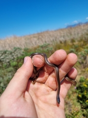 Lycodonomorphus rufulus