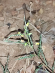 Chamaecrista mimosoides