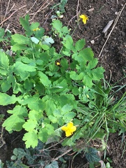 Chelidonium majus