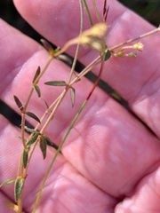 Mitrasacme polymorpha