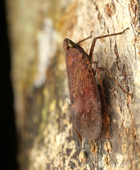 Hemiptera
