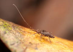 Collembola