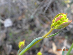 Glischrocaryon behrii