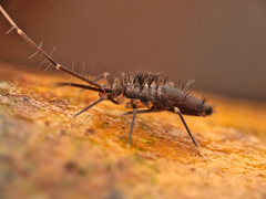 Collembola