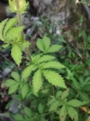 Agrimonia pilosa