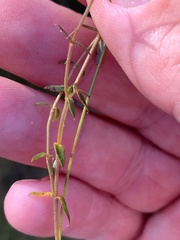 Mitrasacme polymorpha