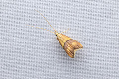 Crocanthes prasinopis