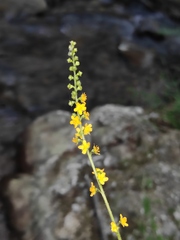 Agrimonia pilosa