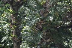 Drynaria quercifolia