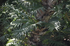 Drynaria quercifolia