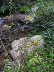 Agrimonia pilosa