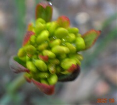 Glischrocaryon behrii