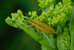 Lixus iridis