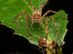 Heteropodinae